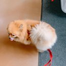 베리떼 동물병원 이미지