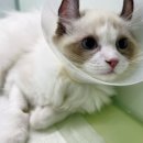 카라동물병원 이미지