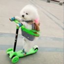 프리제(frise) 이미지