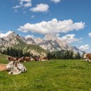 (주)알파인 이미지