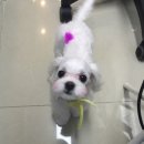 24시청주i동물병원 이미지