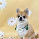 멍멍이 미장원 이미지