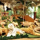 테지움사파리 이미지