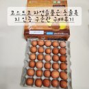 코스트코 자연을 품은 동물복지 인증 구운란 구매후기(구매추천)