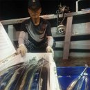 통영세린호 29일 초초대박터져 특대갈치 4~5지급 조황사진들 이미지