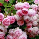 참살이농장 이미지