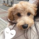 디어댕댕 이미지