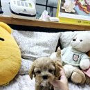 러브애견 이미지