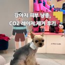 라퓨클레르 동물피부클리닉 | 강아지 피지낭종 표피낭종 제거 후기 - 라퓨클레르 동물피부클리닉