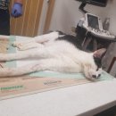 고양이 애기 대전한방병원 통원 치료 후기입니다. 이미지