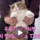 고양이카페 | 건대놀거리 우주로캣 :) 7살 아이랑 다녀온 건대 고양이카페 후기