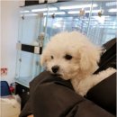 강아지분양 애견분양 퍼피플라워 중랑점 | 중랑구강아지분양 분양가 비용 포함 계약서 확인 필수 체크리스트