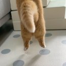 일편