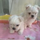 쁘띠멍멍 이미지