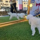24시무인애견간식&용품아무도없개 네이버블로그