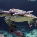 보물바다 이미지