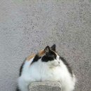 뚱냥이네 이미지