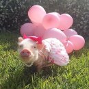 하도포시즌스 | 마이리틀트립 스냅사진 후기 (시드니 오페라 하우스&amp;천문대) &amp; 포시즌스 룸서비스 / 먹고 찍고 맛보고...