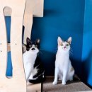 잔다냥 이천점 이미지