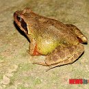 자연부화장 이미지