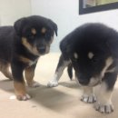 개판오분전 이미지