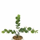 구니구니 | 인테리어 식물 추천 | 귀여운은빛 유칼립투스 구니 소형 키워봤어요