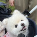 블랑스아이 네이버블로그