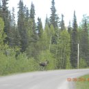 무스(Moose) 이미지