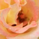 자세히 보아야 예쁘다 이미지