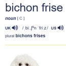BICHON KOREA 이미지