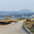 제주 비양도 호니토 이미지