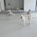 일리키독 이미지