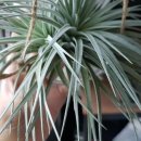 코튼캔디 이미지