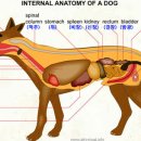 월평동물병원 이미지
