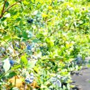 최병현농장 이미지