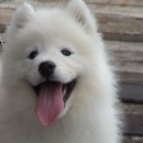 알곡켄넬 이미지