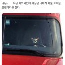 아이처럼 동물병원 이미지