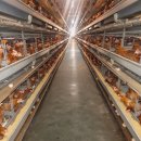 봉화1농장 이미지