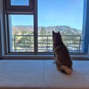 스카이스위트 | 평창 휘닉스파크 리조트 스카이스위트 펫룸 애견동반 숙소 후기