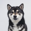 달링스튜디오 이미지