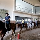 대덕승마장 이미지