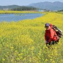 청보리 농장 이미지