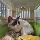 펫트리동물의료센터 이미지