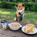 댕댕이 숲 이미지