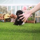 오늘도귀엽개 이미지