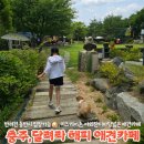 해피병풀 | 충주 달려라해피 애견카페 넓은정원 과 케어키즈존