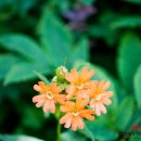 북면032 | 대암산 용늪, 트래킹일기｜해피로드투어 후기