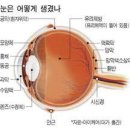 네트워크 mib지도 (프리웨어 mib browser 다운로드) 이미지