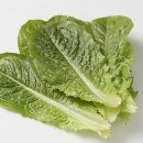 로메인 티스토리