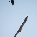 한국차체(주) | 월동하러 한국으로 오는 독수리를 볼 수 있는 곳 파주 독수리식당